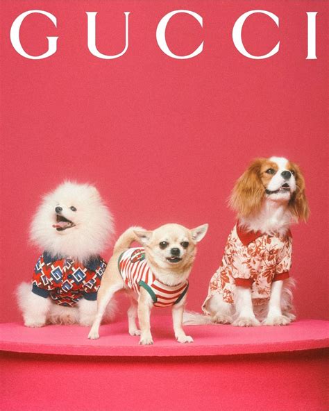 puppy gucci slides|Gucci pet collection.